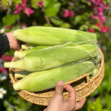 Milk Fruit Sweet Corn Seeds - Juicy and Sweet, Refreshing Taste, High Sugar Content