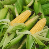 Huangnuo 589 Waxy Corn Seeds - Early-Maturing, Strong Disease Resistance, Sweet and Sticky, Ideal for Home Planting