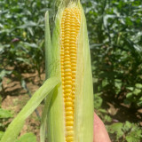 Huangnuo 589 Waxy Corn Seeds - Early-Maturing, Strong Disease Resistance, Sweet and Sticky, Ideal for Home Planting