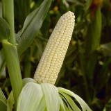 Milk Fruit Sweet Corn Seeds - Juicy and Sweet, Refreshing Taste, High Sugar Content