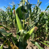Huangnuo 589 Waxy Corn Seeds - Early-Maturing, Strong Disease Resistance, Sweet and Sticky, Ideal for Home Planting