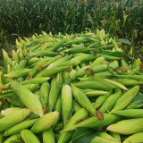 Huangnuo 589 Waxy Corn Seeds - Early-Maturing, Strong Disease Resistance, Sweet and Sticky, Ideal for Home Planting