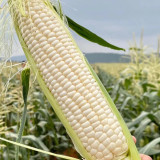 Milk Fruit Sweet Corn Seeds - Juicy and Sweet, Refreshing Taste, High Sugar Content