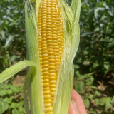 Huangnuo 589 Waxy Corn Seeds - Early-Maturing, Strong Disease Resistance, Sweet and Sticky, Ideal for Home Planting