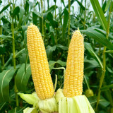 Huangnuo 589 Waxy Corn Seeds - Early-Maturing, Strong Disease Resistance, Sweet and Sticky, Ideal for Home Planting