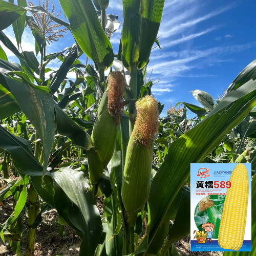 Huangnuo 589 Waxy Corn Seeds - Early-Maturing, Strong Disease Resistance, Sweet and Sticky, Ideal for Home Planting