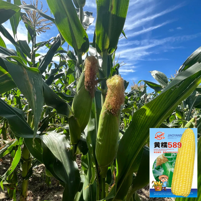 Huangnuo 589 Waxy Corn Seeds - Early-Maturing, Strong Disease Resistance, Sweet and Sticky, Ideal for Home Planting