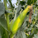 'Etianyu No.3' Corn Seeds - Bicolor, Super Sweet, Non-GMO Fruit Corn
