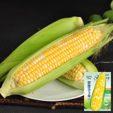 'Etianyu No.3' Corn Seeds - Bicolor, Super Sweet, Non-GMO Fruit Corn
