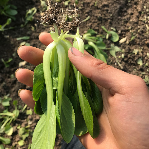'Tingmei No.1' Baby Bok Choy Seeds - Fast Growing, Nutrient Rich, Crisp & Succulent Variety
