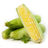 'Etianyu No.3' Corn Seeds - Bicolor, Super Sweet, Non-GMO Fruit Corn