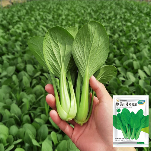 'Tingmei No.1' Baby Bok Choy Seeds - Fast Growing, Nutrient Rich, Crisp & Succulent Variety