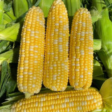 'Etianyu No.3' Corn Seeds - Bicolor, Super Sweet, Non-GMO Fruit Corn