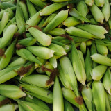 'Etianyu No.3' Corn Seeds - Bicolor, Super Sweet, Non-GMO Fruit Corn