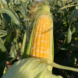 'Etianyu No.3' Corn Seeds - Bicolor, Super Sweet, Non-GMO Fruit Corn