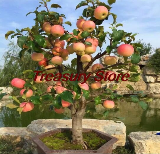 Dwarf Apple Bonsai Seeds Sweet Organic Fruit
