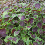 Red-Green Round-leaf Amaranth Seeds - High-Yield, Heat Tolerant, Strong Disease Resistance, Stable Yield