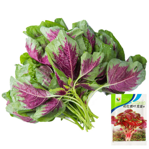 Red-Green Round-leaf Amaranth Seeds - Tender Leaves, High Yield, Early Maturing & Bolt Resistant Vegetable