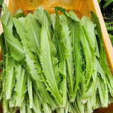 Traditional Tender Youmai Cai Seeds - Traditional Tender Leaf Lettuce for Salads & Stir-fries