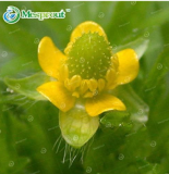 Ranunculus Seed Flower Seed for Home & Garden Plants Persian Buttercup (Color: 21)