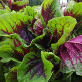 Red-Green Round-leaf Amaranth Seeds - Tender Leaves, High Yield, Early Maturing & Bolt Resistant Vegetable