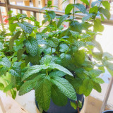 Spearmint Seeds - Vigorous Perennial Spearmint Herb, Heat Tolerant