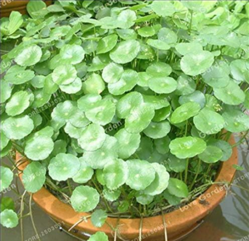 Hydrocotyle Vulgaris Aquatic Plant Seeds Money Grass Coins