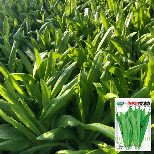 Traditional Tender Youmai Cai Seeds - Traditional Tender Leaf Lettuce for Salads & Stir-fries