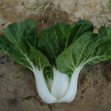 Fresh Sweet Bok Choy Seeds - Uniform Growth, Easy to Grow in Gardens and Containers