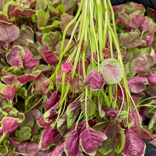 Red-Green Round-leaf Amaranth Seeds - High-Yield, Heat Tolerant, Strong Disease Resistance, Stable Yield