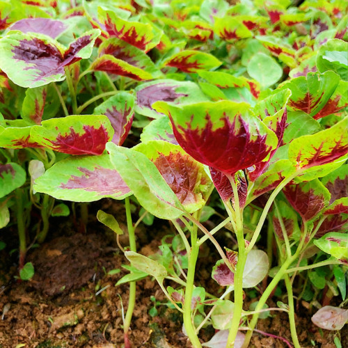 Red-Green Round-leaf Amaranth Seeds - Tender Leaves, High Yield, Early Maturing & Bolt Resistant Vegetable