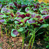 Red-Green Round-leaf Amaranth Seeds - Tender Leaves, High Yield, Early Maturing & Bolt Resistant Vegetable
