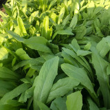 Traditional Tender Youmai Cai Seeds - Traditional Tender Leaf Lettuce for Salads & Stir-fries