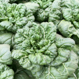 Fresh Sweet Bok Choy Seeds - Uniform Growth, Easy to Grow in Gardens and Containers