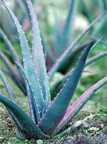Aloe Vera Seeds Edible Organic Garden Planting Purify Air - (Color: 9)
