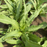 Traditional Tender Youmai Cai Seeds - Traditional Tender Leaf Lettuce for Salads & Stir-fries