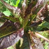 Purple Youmai Cai Seeds - Rich in Anthocyanins, Suitable for Salads and Stir-Fries
