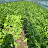 Traditional Tender Youmai Cai Seeds - Traditional Tender Leaf Lettuce for Salads & Stir-fries