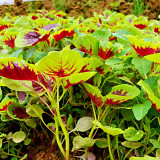 Red-Green Round-leaf Amaranth Seeds - Tender Leaves, High Yield, Early Maturing & Bolt Resistant Vegetable