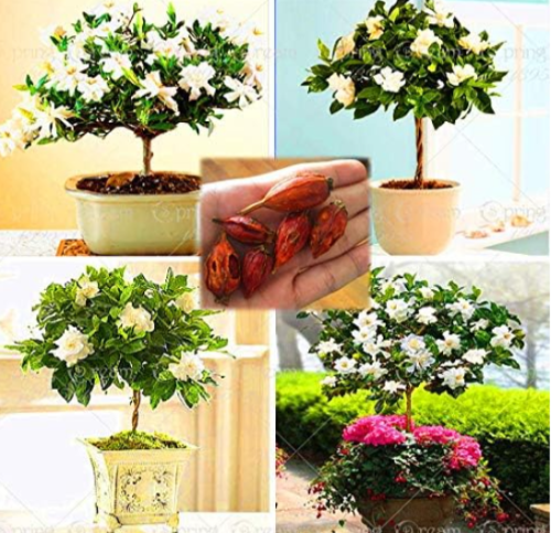 Cape Jasmine Bulbs (Gardenia jasminoides) Fragrant Exotic Shrub Open pollinate