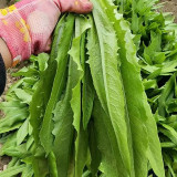 Traditional Tender Youmai Cai Seeds - Traditional Tender Leaf Lettuce for Salads & Stir-fries
