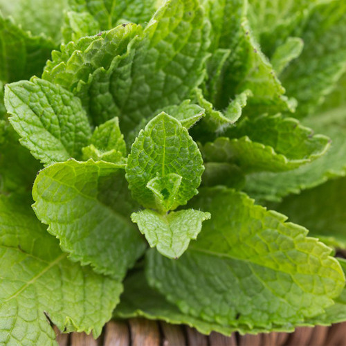Spearmint Seeds - Vigorous Perennial Spearmint Herb, Heat Tolerant