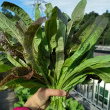 Purple Youmai Cai Seeds - Rich in Anthocyanins, Suitable for Salads and Stir-Fries