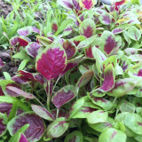 Red-Green Round-leaf Amaranth Seeds - High-Yield, Heat Tolerant, Strong Disease Resistance, Stable Yield