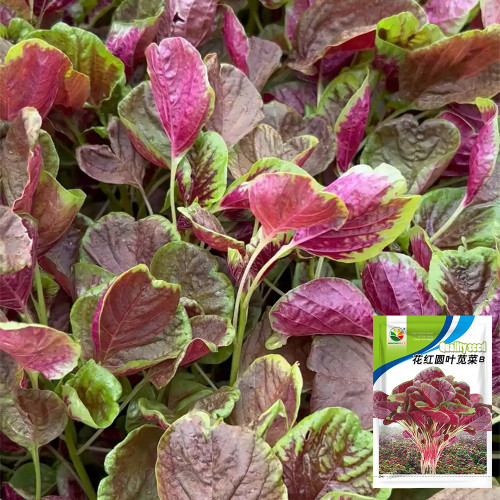 Red-Green Round-leaf Amaranth Seeds - High-Yield, Heat Tolerant, Strong Disease Resistance, Stable Yield