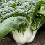 Fresh Sweet Bok Choy Seeds - Uniform Growth, Easy to Grow in Gardens and Containers