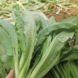 Traditional Tender Youmai Cai Seeds - Traditional Tender Leaf Lettuce for Salads & Stir-fries