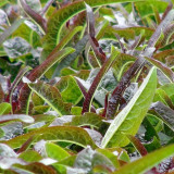 Purple Youmai Cai Seeds - Rich in Anthocyanins, Suitable for Salads and Stir-Fries