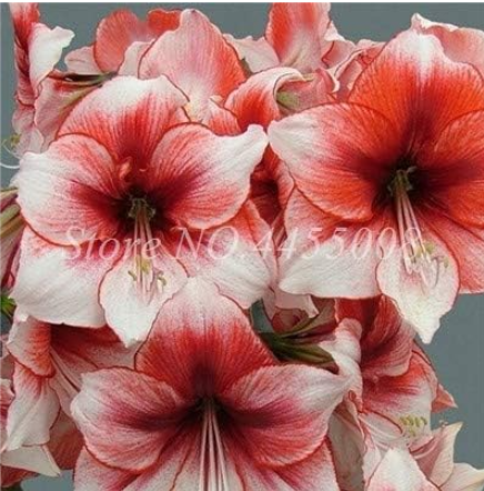Amaryllis Flower Seeds Hippeastrum for Home & Garden (Color: 10)