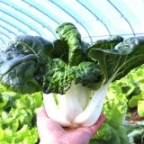 Fresh Sweet Bok Choy Seeds - Uniform Growth, Easy to Grow in Gardens and Containers